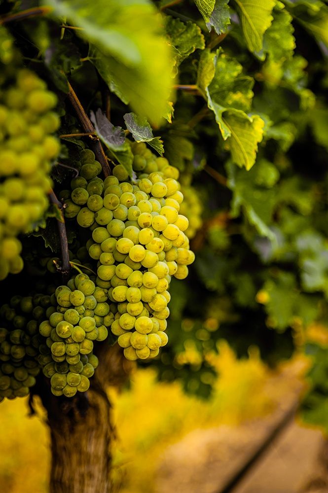 Washington State-Pasco Clusters of Sauvignon Blanc grapes